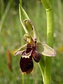 Ophrys × pietzschii Germany - Aschenburg