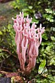 Ramaria sp, Myrtle Forest, Collinsvale, Tasmania, Australia A single frame from focus bracket Ramaria sp..jpg is the final result.