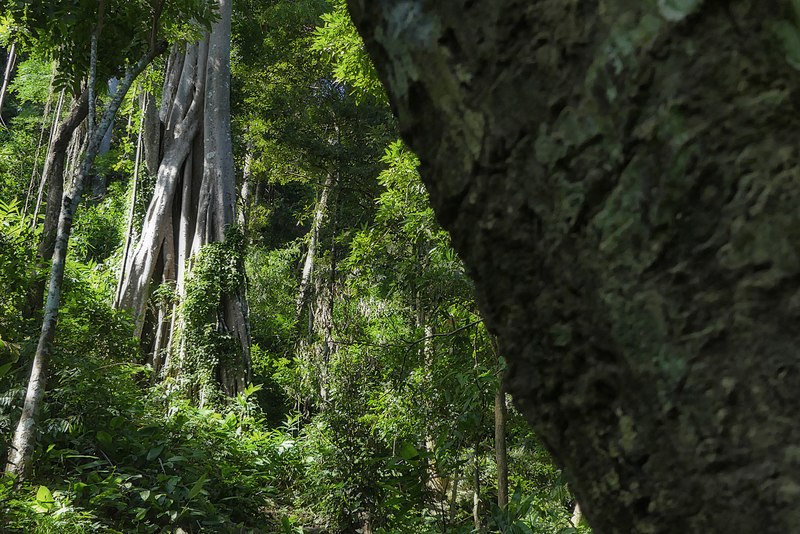 File:Ramkhamhaeng National Park (5).jpg