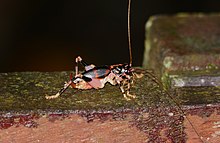 Raspy Cricket (Larnaca fasciata) dişi (23363871726) .jpg