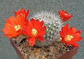 Rebutia fiebrigii 1.jpg