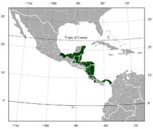 Красноглазая древесная лягушка Агалич nis callidryas distribution map.png 
