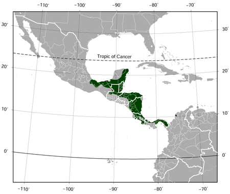 Red-eyed Treefrog Agalychnis callidryas distribution map.png