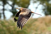 Estmere is one of few countries home to nesting red kites