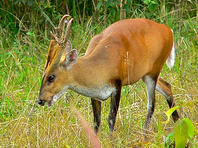 Muntjac قرمز (Muntiacus muntjak curvostylis) (7109809349) .jpg