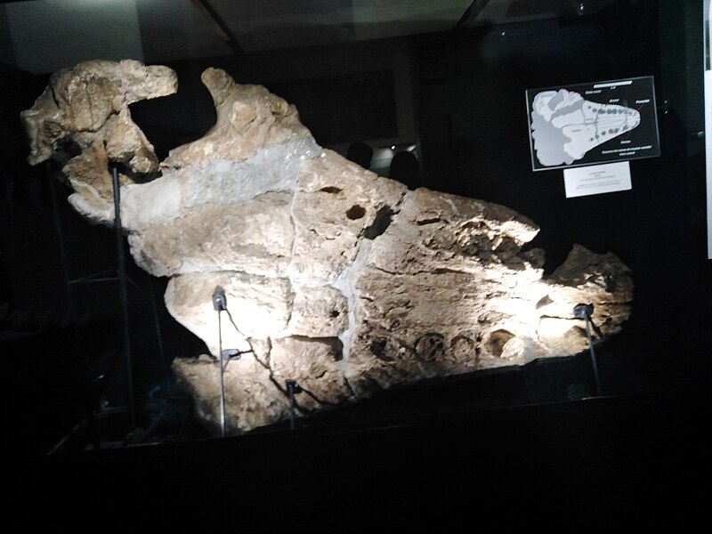 File:Restos fósiles del Lyviatan.jpg