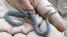 Багатоніжкоїд сітчастий (Aparallactus lunulatus, Південна Африка)