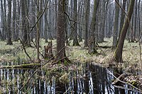 Rezerwat wczesną wiosną.