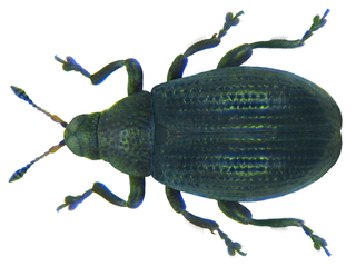 <i>Rhamphus pulicarius</i> species of insect