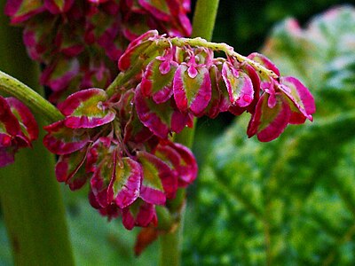 Rheum palmatum Fruits