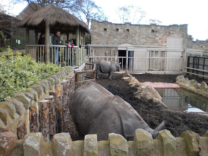 File:Rhino plays peak a boo (2393757492).jpg