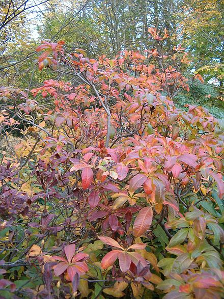 Deciduous Rhododendron luteum in fall color