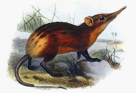 Rhynchocyon chrysopygus-J Smit.jpg