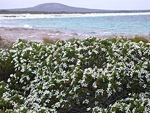 Habit in Cape Le Grand National Park Ricinocarpos megalocarpus habit.jpg