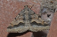 Rindgea cyda - Mesquite Looper Moth.jpg