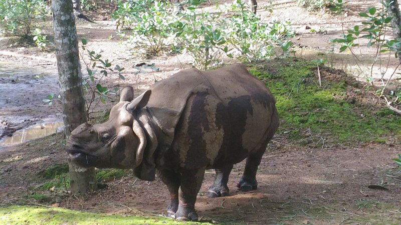 File:Rino, karnataka.jpg