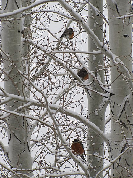 File:Robins in April (8630734099).jpg