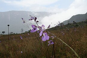 Kuvaus Roraima Utricularia humboldtii.JPG -kuvasta.