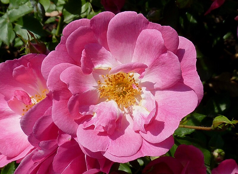 File:Rosa 'Mozart' J2.jpg