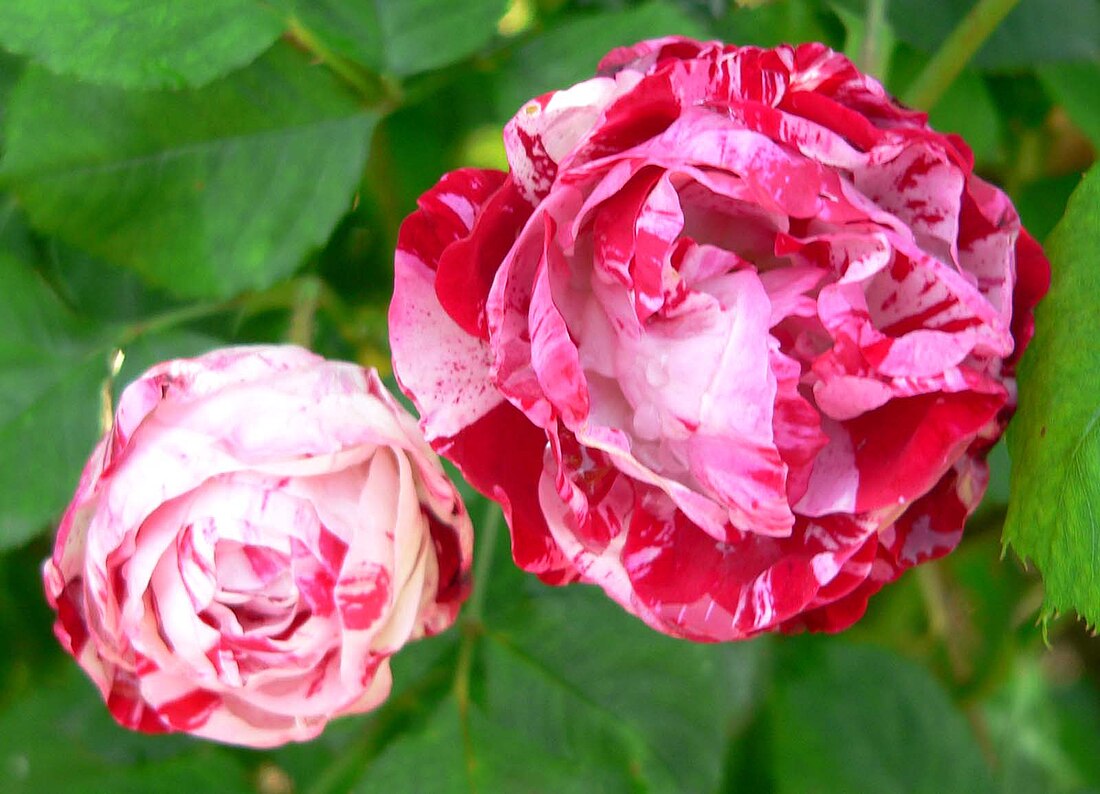 Rosa 'Peppermint Twist'