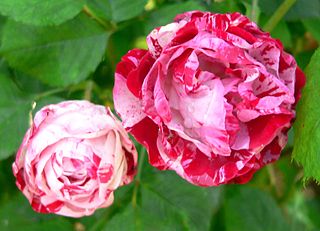 <i>Rosa</i> Peppermint Twist Red and white Grandiflora rose cultivar