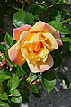 * Nomination Rose (Rosa x cultivar), on a wall, France. --JLPC 15:51, 9 November 2013 (UTC) * Promotion  Support QI --Rjcastillo 16:46, 9 November 2013 (UTC)