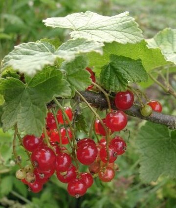 Ribes (tanom nga bulak)