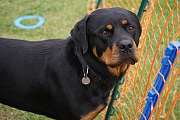 Rottweiler net