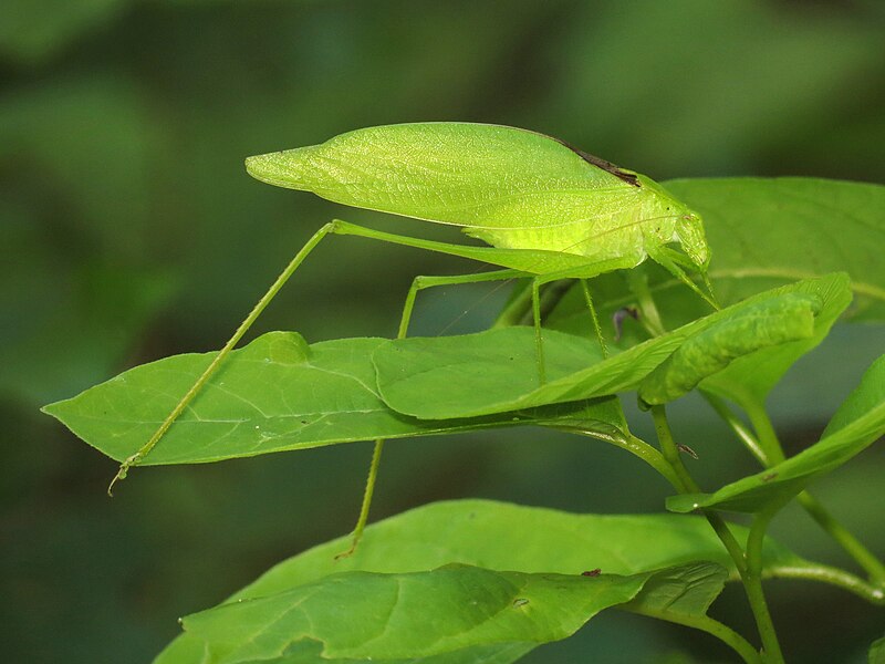 File:Round-headed Katydid (28286765634).jpg