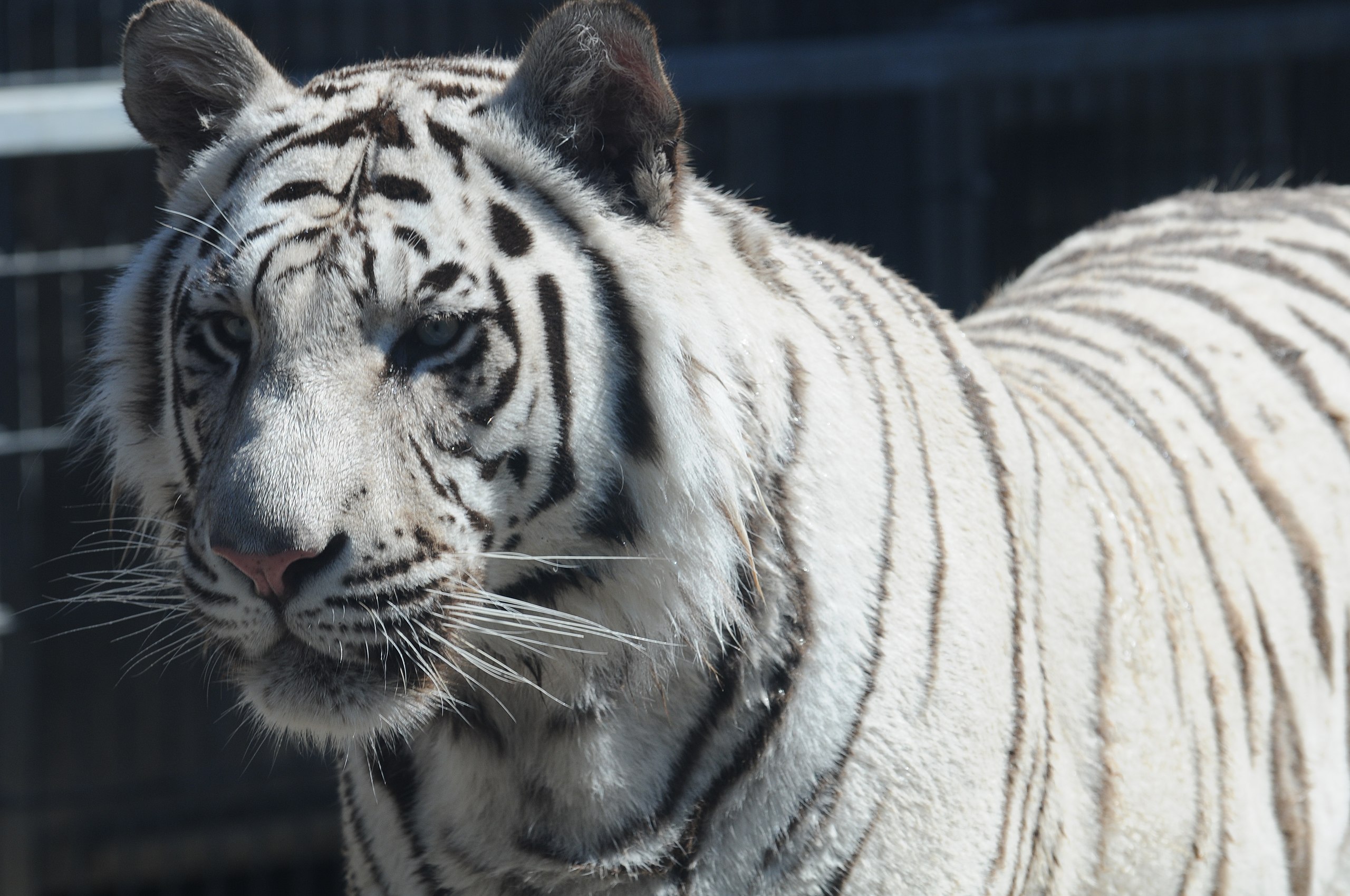 White tiger - Wikipedia