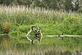 * Nomination Postomia River, the 'Wetlands' trail near Kostrzyn nad Odrą, Ujście Warty National Park --Jakubhal 04:19, 19 September 2023 (UTC) * Promotion  Support Good quality -- Johann Jaritz 04:29, 19 September 2023 (UTC)