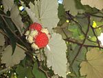 Rubus alceifolius fruit. 
 JPG