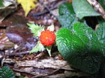 Rubus pectinellus 2. 
 JPG