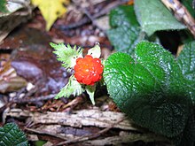 Rubus pektinellus 2.JPG