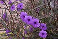 Ruellia simplex