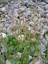 Rumex scutatus