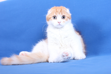 orange and white scottish fold