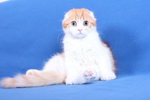 Scottish Fold