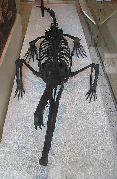 Skeletal mount of R. carolinensis (AMNH 1) viewed from the front