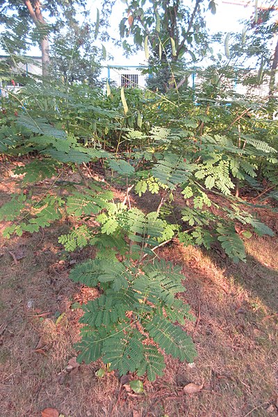 File:SZ 深圳 Shenzhen 羅湖 Luohu District Wenjin North Road 洪湖公園 Honghu Park Dec-2017 IX1 紅蝴蝶 Caesalpinia pulcherrima 番蝴蝶 洋金鳳 黃蝴蝶 豆科 蘇木屬 green leaves plant 16.jpg