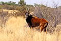 * Nomination Sable antelope (Hippotragus niger) young male, Tswalu Kalahari Reserve, South Africa --Charlesjsharp 16:24, 26 March 2015 (UTC) * Promotion Good quality. --Poco a poco 17:53, 26 March 2015 (UTC)