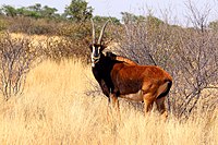 Young bull at Tswalu Kalahari Reserve, South Africa