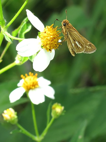 File:Salt Marsh Skipper (30088822822).jpg