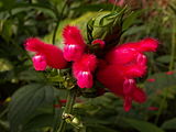 Bolivian Hummingbird Sage (Salvia oxyphora) blooming in Phipps Conservatory, Pittsburgh