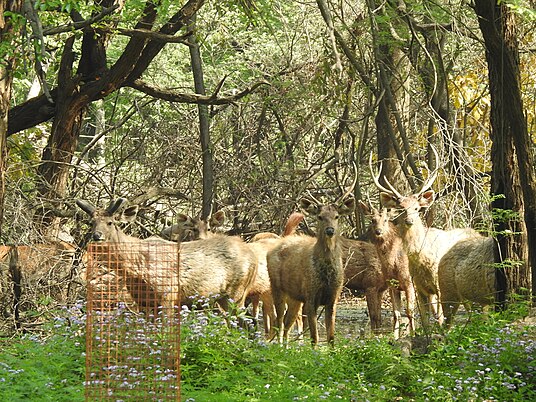 Sambar deer in City Forest Park, Chandigarh