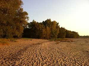 Edge of the Weichholzaue and Rhine beach in the NSG (2011)