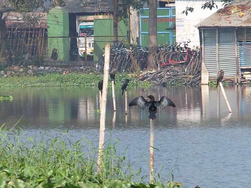 File:Santragachi Jheel 07.jpg