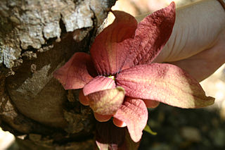 <i>Sapranthus</i> Genus of flowering plants