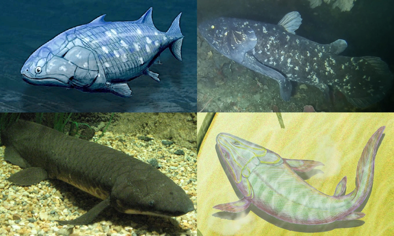 PDF) Some Biological Aspects of Four Fish Species in East Hammar