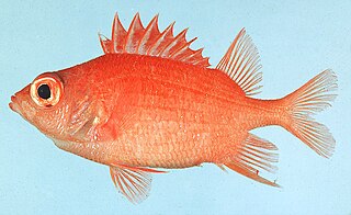 <i>Sargocentron macrosquamis</i> Species of Fish